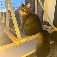 Mishka joined the competition — help win amazing prizes! cat, tabby, fluffy_tail, window, hammock, straps, evening_light, indoor, pet, feline, curious, fur, cozy, carpet, reflection, brick_wall, home, animal, sitting, looking_outside