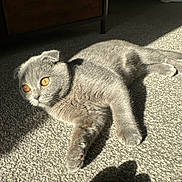 Pebble is registered to the contest to win money with this photo: cat, scottish_fold, gray_fur, amber_eyes, pet, indoor, sunlight, carpet, relaxed, curious, feline, animal, whiskers, paw, cute, domestic, laying_down, soft_fur, shadow, cozy