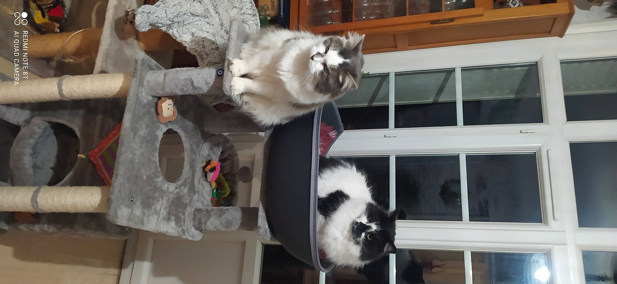 Pimprenelle a rejoint le concours — aidez-le/la à gagner de superbes lots ! canidae, carnivore, cat, collar, companion_dog, dog, dog_breed, door, felidae, fur, mammal, natural_material, small_to_medium_sized_cats, snout, sporting_group, tail, whiskers, white, window, wood