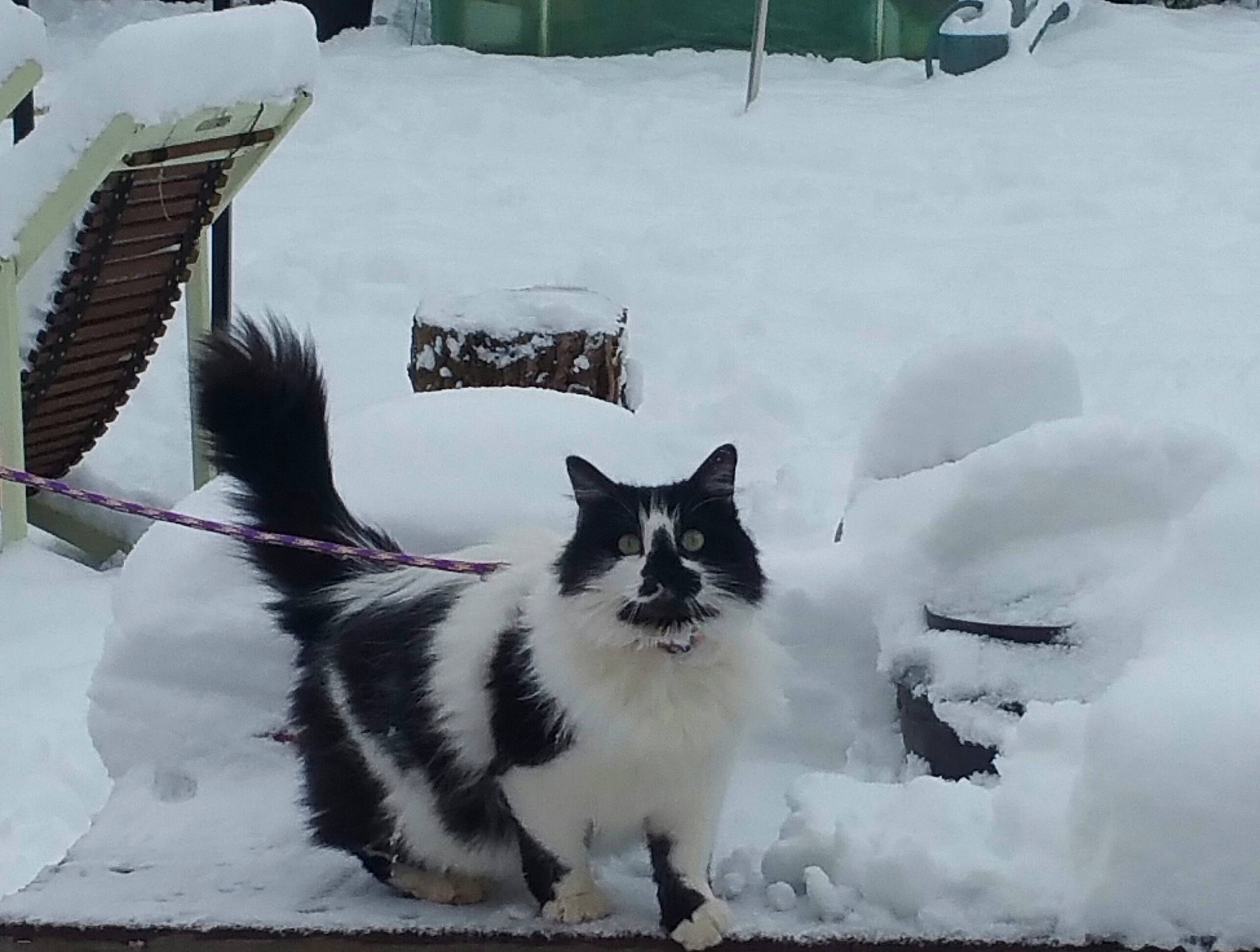 Pimprenelle participe au concours pour gagner de l'argent avec cette photo : carnivore, cat, domestic_short_haired_cat, felidae, freezing, fur, mammal, monochrome_photography, photograph, plant, precipitation, small_to_medium_sized_cats, snapshot, snow, tail, tree, vertebrate, whiskers, white, winter