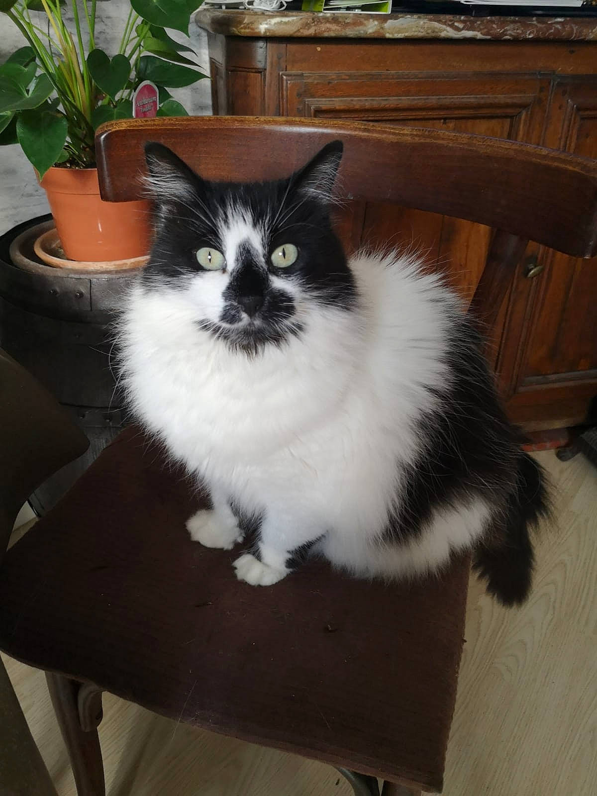 Pimprenelle a rejoint le concours — aidez-le/la à gagner de superbes lots ! box, carnivore, cat, chair, domestic_short_haired_cat, felidae, flooring, flowerpot, fur, hardwood, houseplant, outdoor_furniture, plant, sitting, small_to_medium_sized_cats, tail, whiskers, window, wood