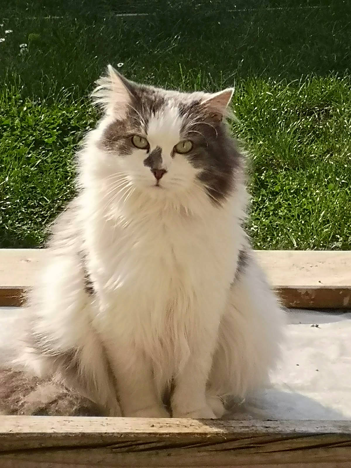 Nala a rejoint le concours — aidez-le/la à gagner de superbes lots ! british_longhair, carnivore, cat, felidae, fur, grass, plant, road_surface, sitting, small_to_medium_sized_cats, snout, tail, terrestrial_animal, whiskers