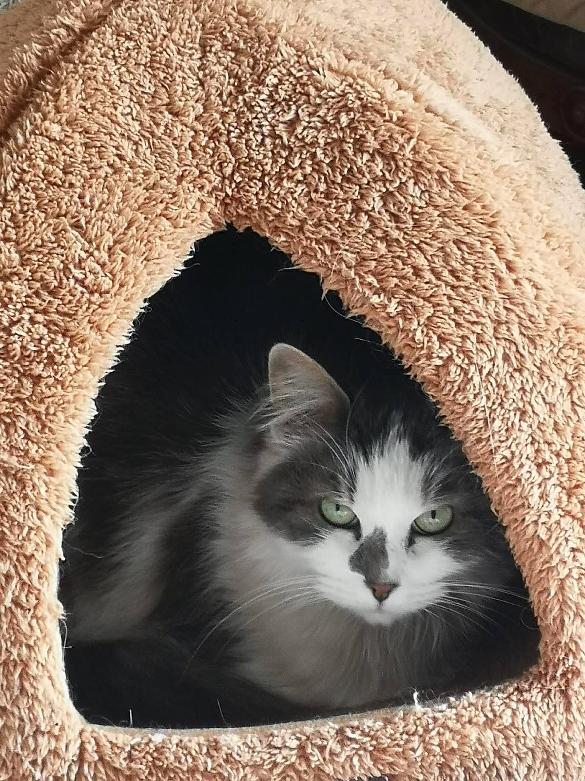 Nala participe au concours pour gagner de l'argent avec cette photo : carnivore, cat, cat_bed, cat_furniture, cat_supply, domestic_short_haired_cat, felidae, fur, grey, pet_supply, small_to_medium_sized_cats, snout, tail, whiskers, window, wood