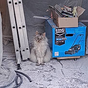 Jade a rejoint le concours — aidez-le/la à gagner de superbes lots ! cat, gray_cat, fluffy_cat, box, cardboard_box, lawnmower_image, ladder, hose, dust, construction_site, floor, indoor, animal, pet, sitting, clutter, tools, work_area, messy, supervisor_cat
