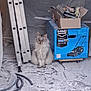 cat, gray_cat, fluffy_cat, box, cardboard_box, lawnmower_image, ladder, hose, dust, construction_site, floor, indoor, animal, pet, sitting, clutter, tools, work_area, messy, supervisor_cat