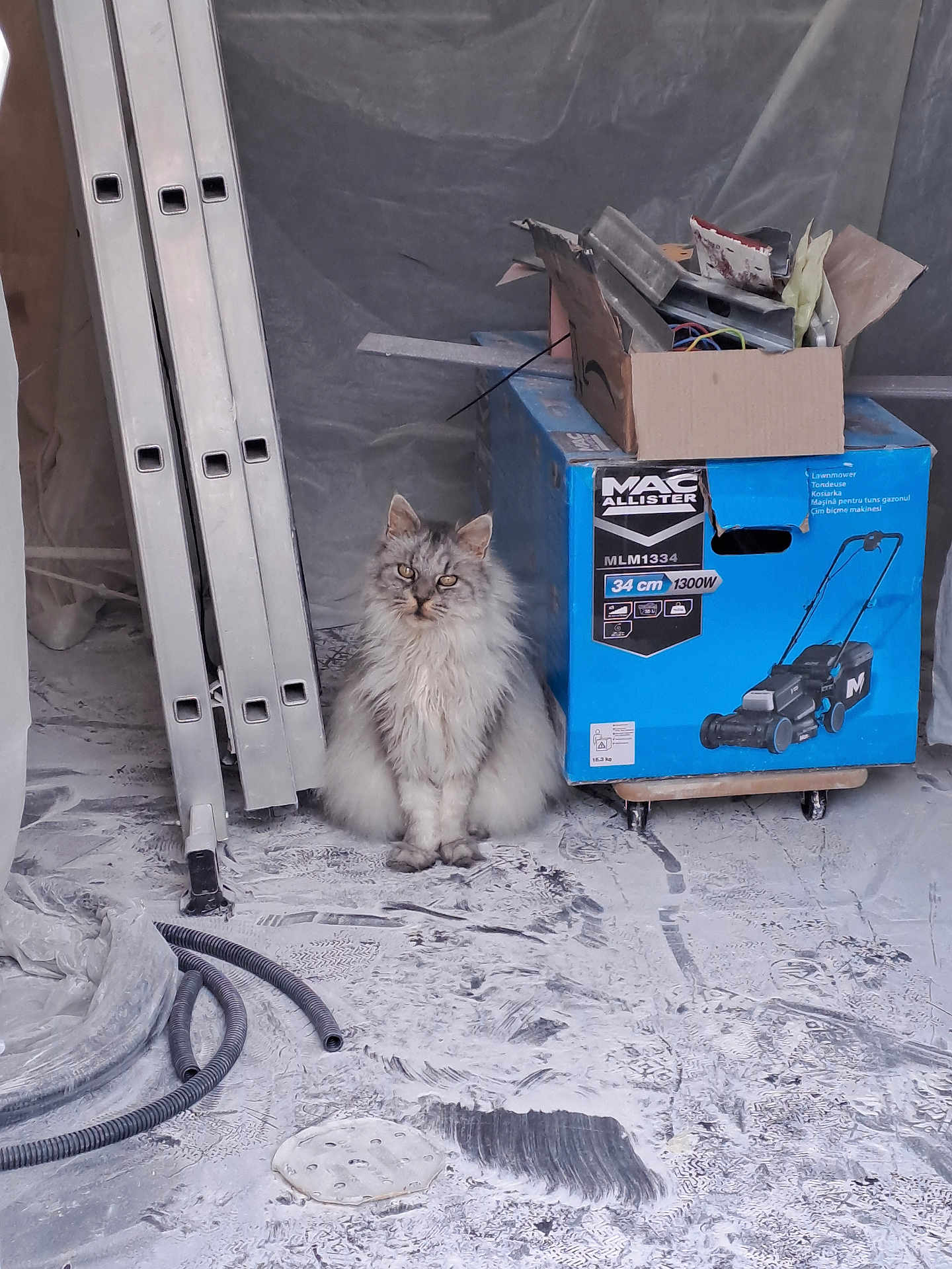 Jade a rejoint le concours — aidez-le/la à gagner de superbes lots ! cat, gray_cat, fluffy_cat, box, cardboard_box, lawnmower_image, ladder, hose, dust, construction_site, floor, indoor, animal, pet, sitting, clutter, tools, work_area, messy, supervisor_cat