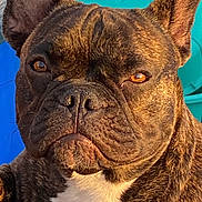 Aika a rejoint le concours — aidez-le/la à gagner de superbes lots ! dog, french_bulldog, brindle, close_up, portrait, pet, animal, ears, face, fur, whiskers, nose, eyes, white_chest, sunlight, outdoor, vibrant_background, expression, canine, mammal