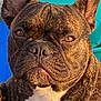 dog, french_bulldog, brindle, close_up, portrait, pet, animal, ears, face, fur, whiskers, nose, eyes, white_chest, sunlight, outdoor, vibrant_background, expression, canine, mammal