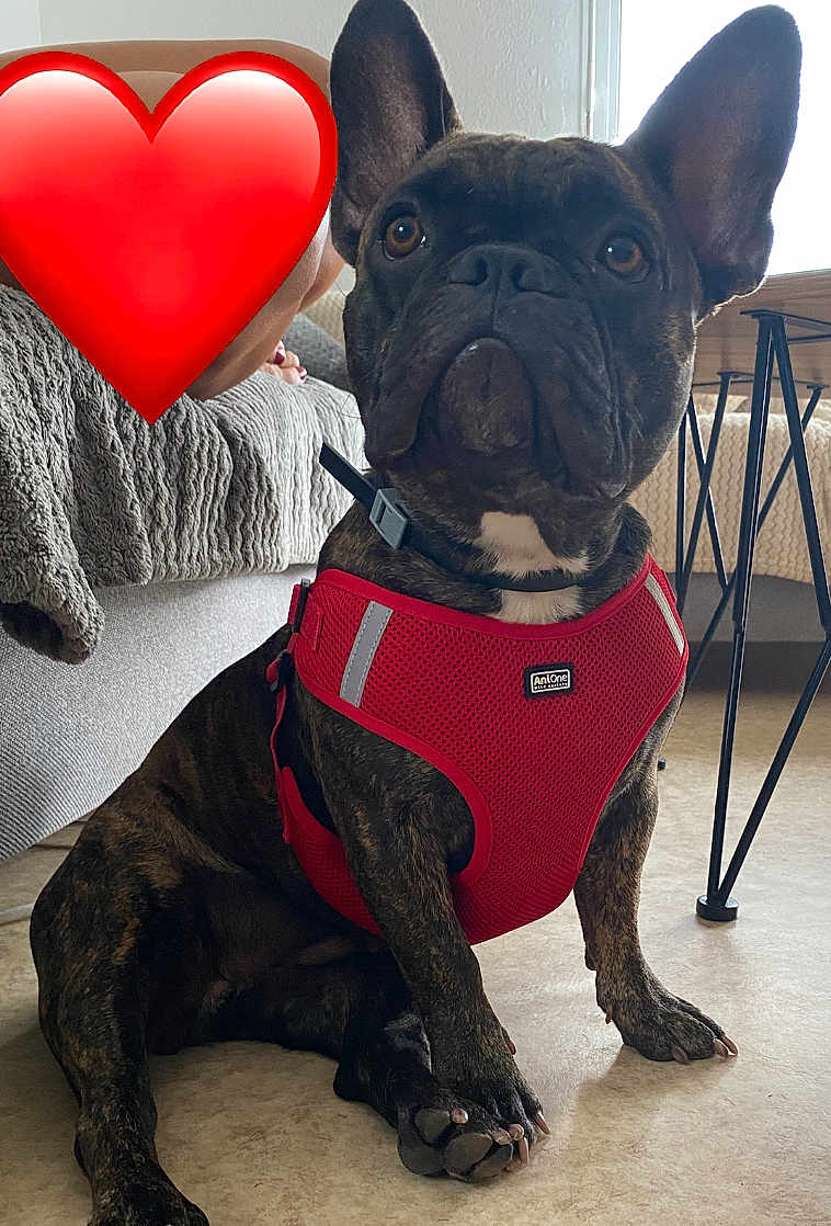 Aika a rejoint le concours — aidez-le/la à gagner de superbes lots ! dog, french_bulldog, brindle, red_harness, indoor, floor, couch, person, heart_emoji, window, natural_light, furniture, table, legs, pet, canine, sitting, attention, cute, companion