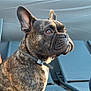 Aika a rejoint le concours — aidez-le/la à gagner de superbes lots ! dog, french_bulldog, brindle, pet, animal, lounge_chair, outdoor, curious, sitting, collar, paw, side_view, fur, ears, nose, expression, relaxation, daylight, background, surface