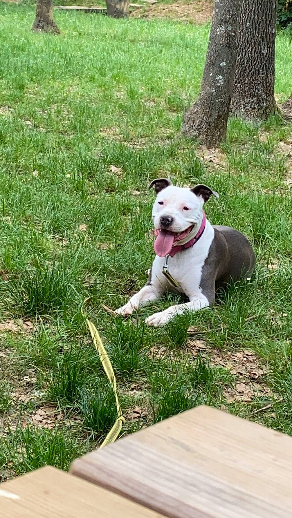 Syrah participe au concours pour gagner de l'argent avec cette photo : bull_and_terrier, bull_terrier, bull_terrier_miniature, canidae, carnivore, collar, companion_dog, dog, dog_breed, dog_collar, fawn, grass, leash, pet_supply, plant, sporting_group, tail, terrier, tree, working_animal