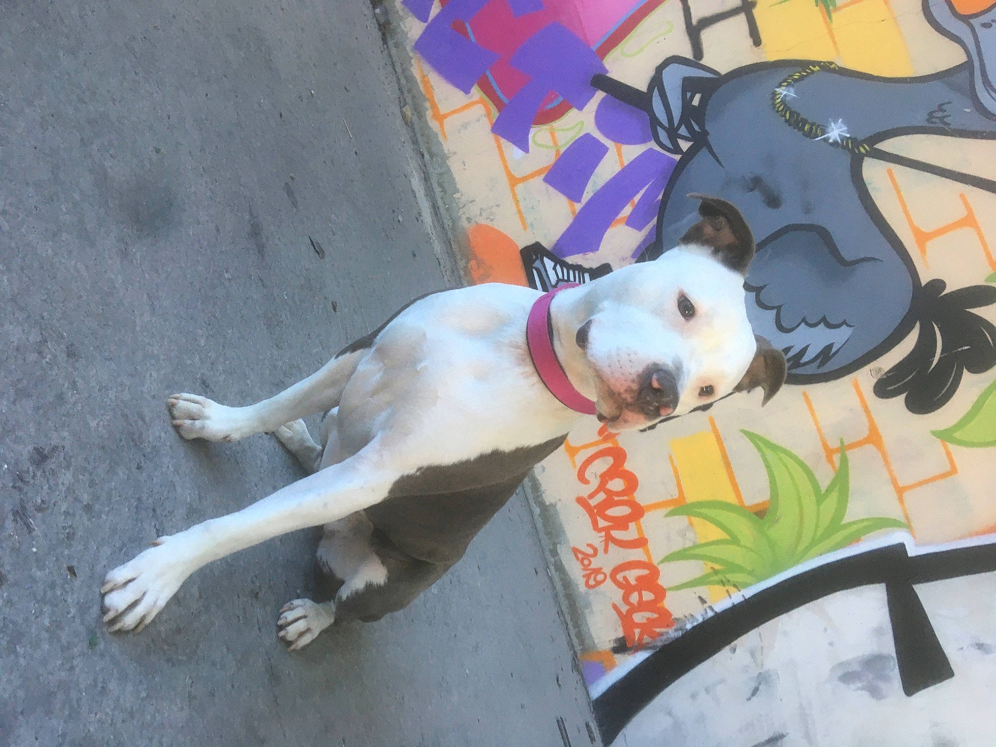 Syrah a rejoint le concours — aidez-le/la à gagner de superbes lots ! art, canidae, carmine, carnivore, collar, companion_dog, dog, dog_breed, dog_collar, dog_supply, fawn, leash, non_sporting_group, pet_supply, road_surface, sidewalk, snout, sporting_group, tail, working_animal