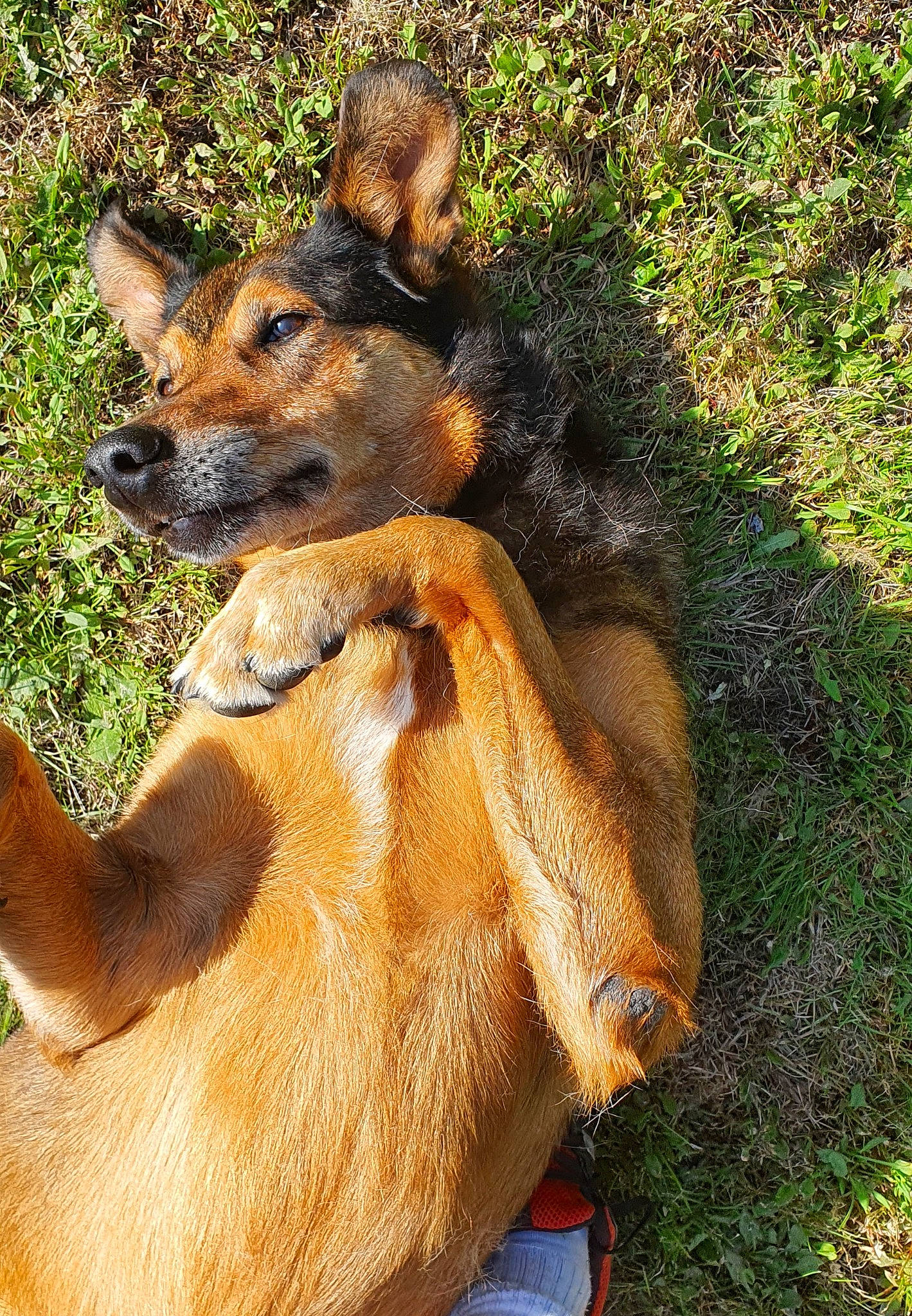 Ela a rejoint le concours — aidez-le/la à gagner de superbes lots ! biting, canidae, carnivore, dog, dog_breed, fawn, fur, grass, snout, terrestrial_animal, wildlife, working_animal, working_dog