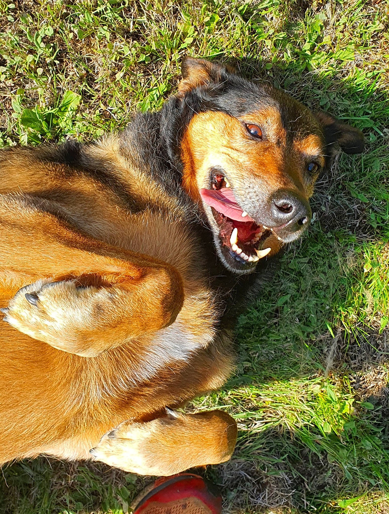 Ela participe au concours pour gagner de l'argent avec cette photo : canidae, carnivore, companion_dog, dog, dog_breed, fur, grass, hunting_dog, paw, plant, snout, sporting_group, terrestrial_animal, whiskers, working_dog
