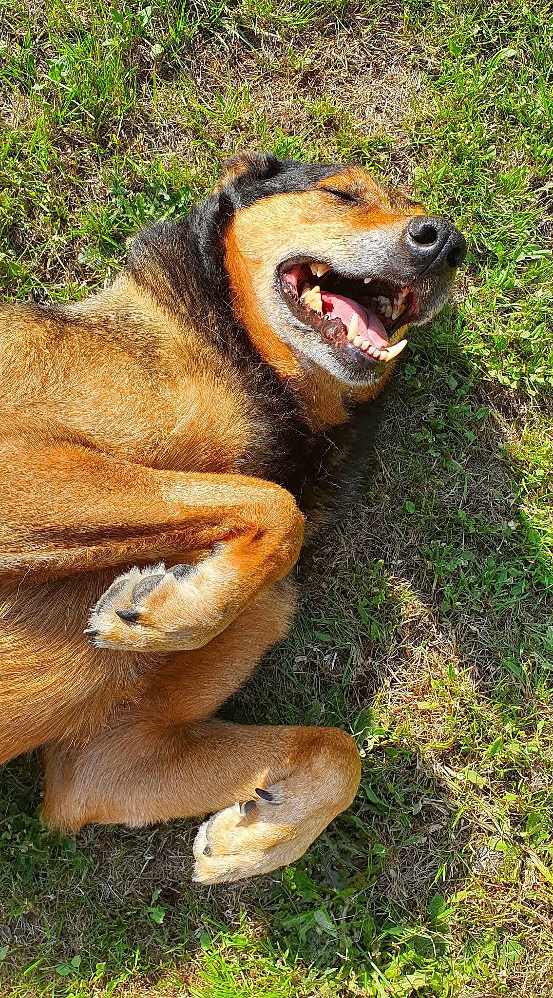 Ela participe au concours pour gagner de l'argent avec cette photo : art, carnivore, dog_breed, fang, fawn, grass, jaw, liver, plant, rock, sculpture, snout, terrestrial_animal, whiskers, wildlife, wood, working_animal, yawn