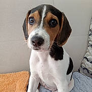 Alya participe au concours pour gagner de l'argent avec cette photo : puppy, dog, pet, cute, indoors, sofa, blanket, cushion, brown, white, black, fur, ears, nose, sitting, young, animal, companion, curious, domestic
