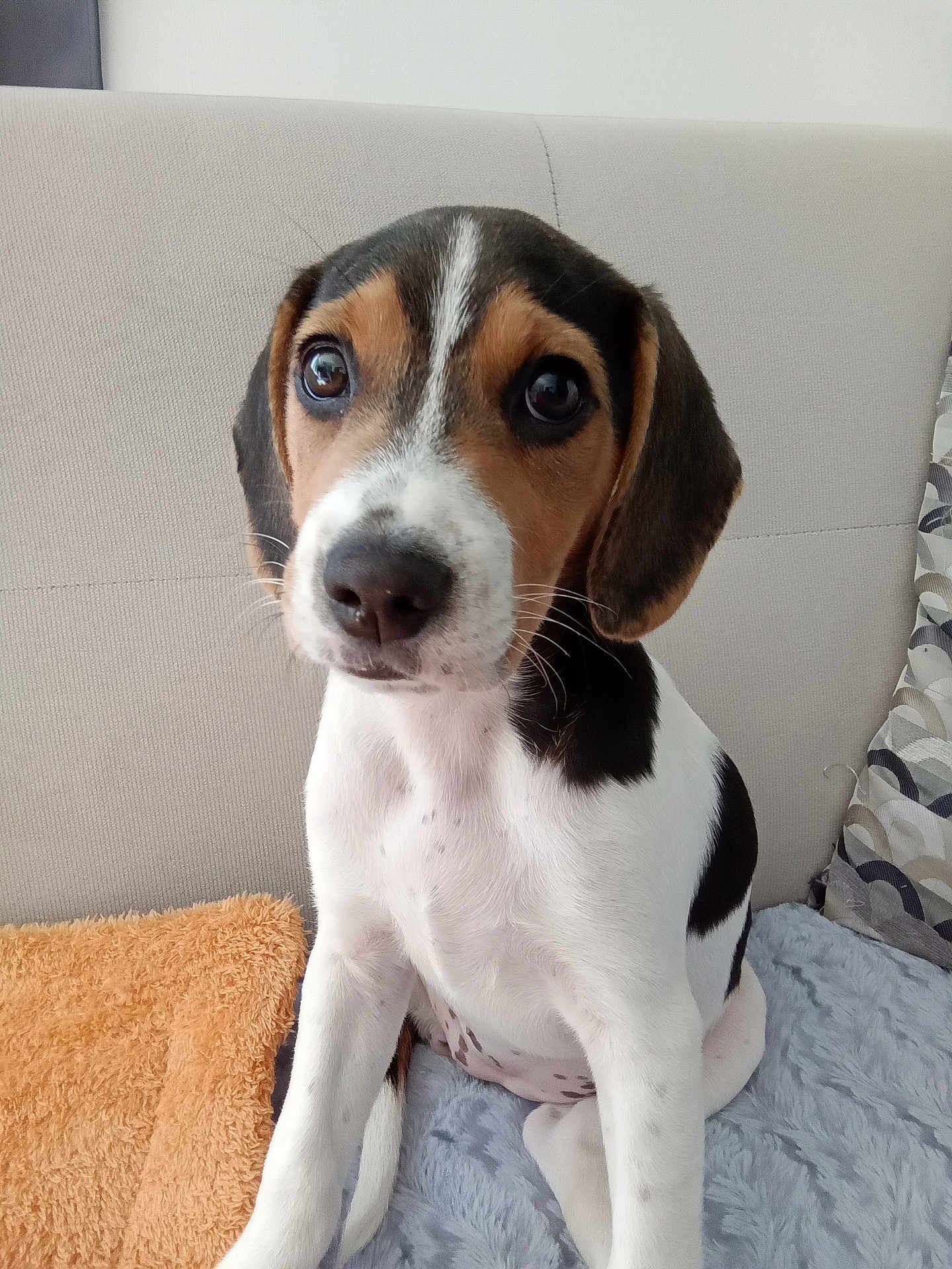 Alya participe au concours pour gagner de l'argent avec cette photo : puppy, dog, pet, cute, indoors, sofa, blanket, cushion, brown, white, black, fur, ears, nose, sitting, young, animal, companion, curious, domestic