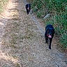 Xéna participe au concours pour gagner de l'argent avec cette photo : dog, dogs, black_dog, path, dirt_path, grass, bushes, greenery, nature, outdoor, sunny, sky, blue_sky, tongue_out, walking, pets, canine, summer, daytime, trail