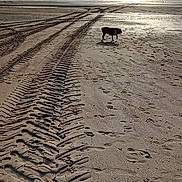 Xéna participe au concours pour gagner de l'argent avec cette photo : dog, beach, sand, tire_tracks, paw_prints, ocean, sky, sun, collar, water, footprints, outdoor, nature, animal, seashore, clouds, daytime, small_dog, walking, shoreline