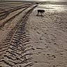 dog, beach, sand, tire_tracks, paw_prints, ocean, sky, sun, collar, water, footprints, outdoor, nature, animal, seashore, clouds, daytime, small_dog, walking, shoreline