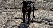 Xéna a rejoint le concours — aidez-le/la à gagner de superbes lots ! dog, black_dog, rocky_shore, sea, ocean, sky, clouds, shadow, outdoor, nature, pet, collar, water, sunlight, coast, landscape, animal, daytime, scenic, calm