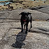 dog, black_dog, rocky_shore, sea, ocean, sky, clouds, shadow, outdoor, nature, pet, collar, water, sunlight, coast, landscape, animal, daytime, scenic, calm