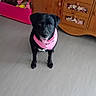 Xéna a rejoint le concours — aidez-le/la à gagner de superbes lots ! dog, black_dog, bandana, pink_bandana, indoor, floor, wooden_cabinet, toys, plush_toys, pet, home, furniture, animal, looking_up, happy, cute, domestic, flooring, cabinet_drawers, decorative