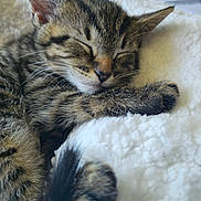 Pickles is registered to the contest to win money with this photo: animal, blanket, cat, closeup, cozy, cute, domestic, feline, fur, indoor, kitten, paw, pet, relaxation, resting, sleeping, soft, tabby, whiskers, young
