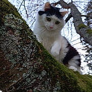 Cheyenne a rejoint le concours — aidez-le/la à gagner de superbes lots ! cat, tree, moss, outdoor, nature, branch, animal, fur, black_and_white, pet, curious, closeup, leafless_trees, sky, wildlife, mammal, looking_down, daylight, adventure, cautious