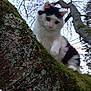 cat, tree, moss, outdoor, nature, branch, animal, fur, black_and_white, pet, curious, closeup, leafless_trees, sky, wildlife, mammal, looking_down, daylight, adventure, cautious