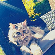 Lola participe au concours pour gagner de l'argent avec cette photo : cat, fluffy, outdoor, chair, wicker, sunlight, yellow_leaves, tree, greenery, relaxing, stretching, pet, feline, animal, nature, backyard, daylight, resting, closeup, comfort