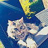 cat, fluffy, outdoor, chair, wicker, sunlight, yellow_leaves, tree, greenery, relaxing, stretching, pet, feline, animal, nature, backyard, daylight, resting, closeup, comfort