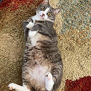 Cody is registered to the contest to win money with this photo: cat, gray_cat, white_cat, pet, animal, feline, lying_down, belly_up, paws, whiskers, yellow_eyes, wide_eyed, adorable, playful, indoor, carpet, shag_carpet, colorful_background, portrait, close_up