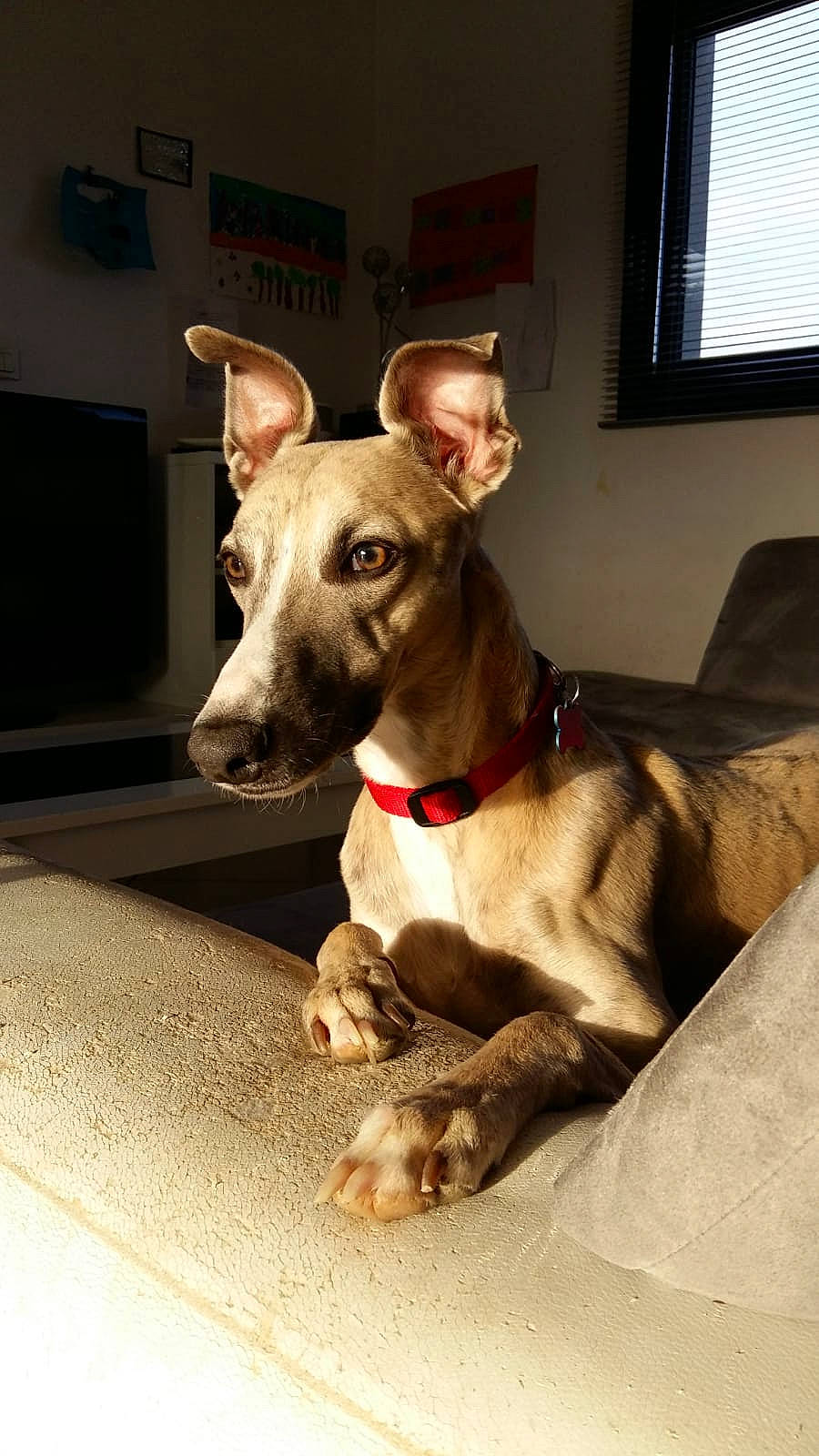 Oslo participe au concours pour gagner de l'argent avec cette photo : canidae, carnivore, collar, companion_dog, dog, dog_breed, dog_collar, dog_supply, fawn, magyar_agar, pet_supply, picture_frame, rampur_greyhound, sighthound, snout, sporting_group, whiskers, window, window_blind, working_animal