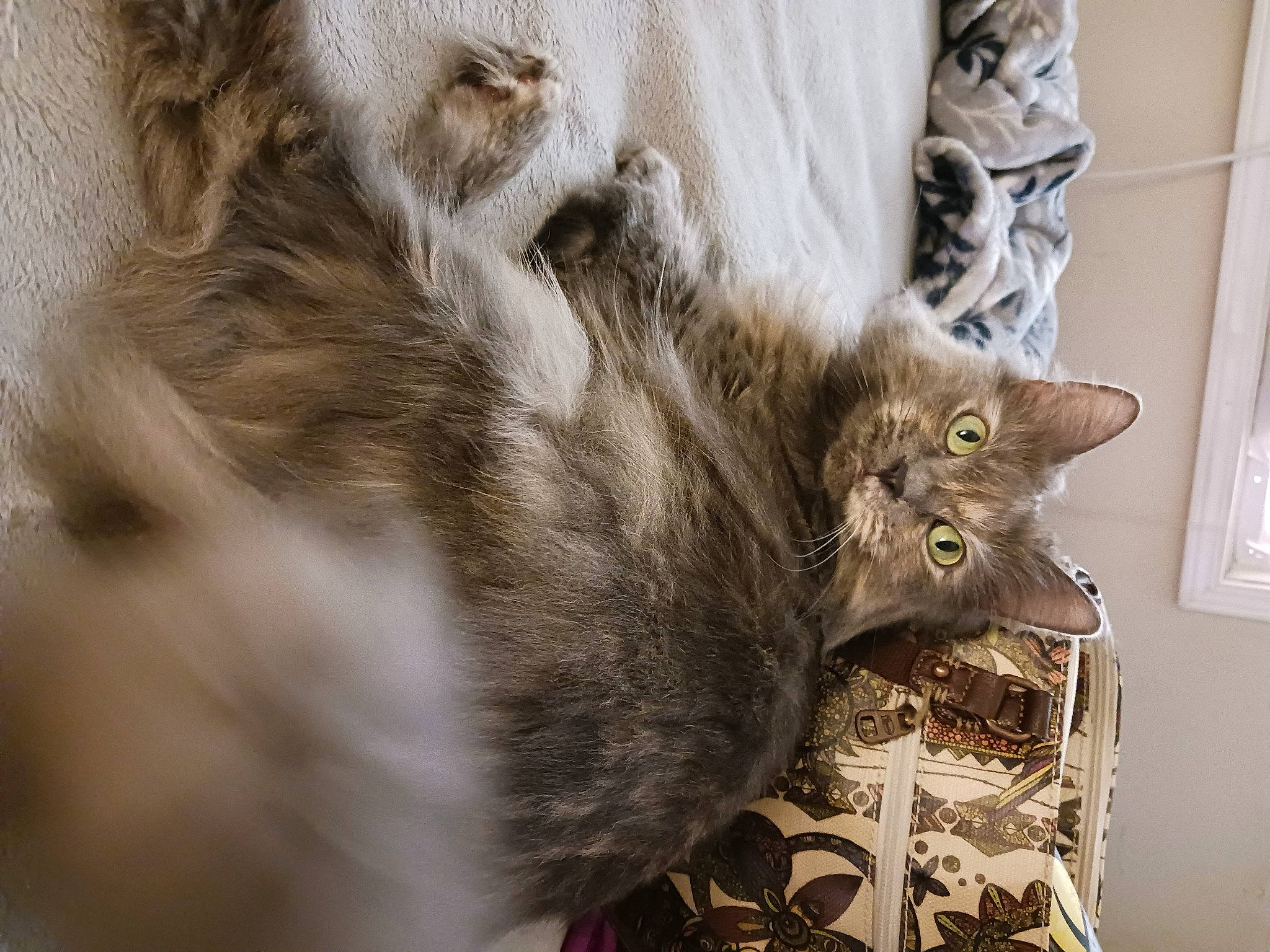 Penny is registered to the contest to win money with this photo: carnivore, cat, claw, domestic_short_haired_cat, fawn, felidae, fur, paw, small_to_medium_sized_cats, snout, tail, terrestrial_animal, whiskers, wood