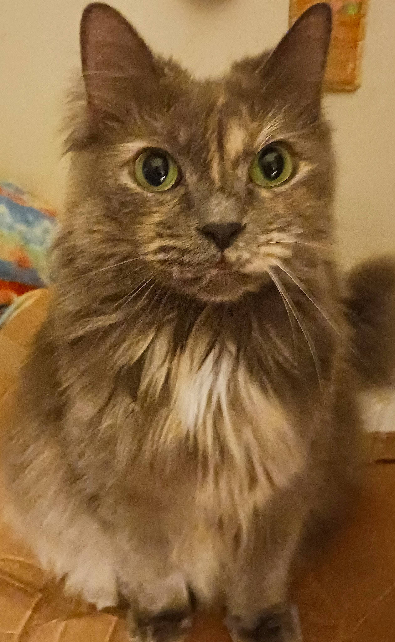 Penny joined the competition — help win amazing prizes! carnivore, cat, domestic_short_haired_cat, felidae, fur, maine_coon, small_to_medium_sized_cats, snout, tire, whiskers