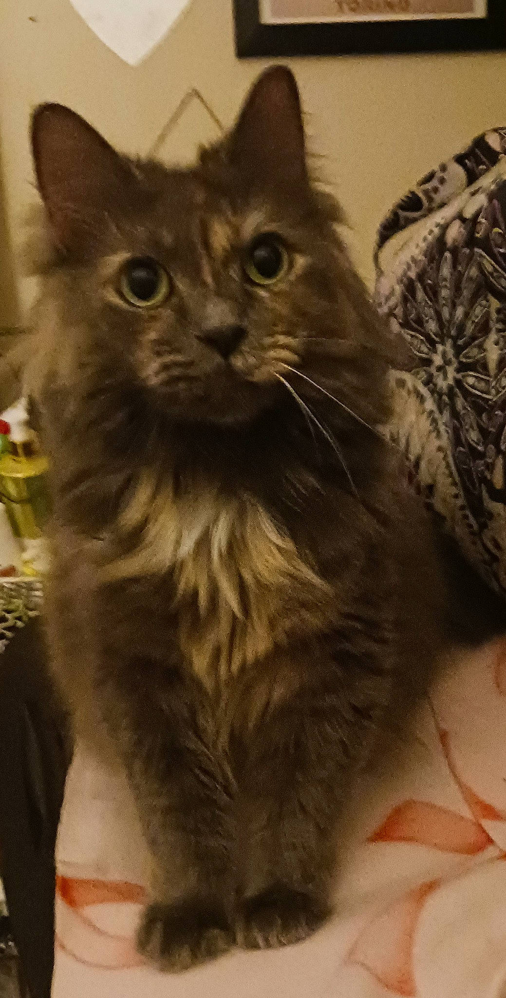 Penny joined the competition — help win amazing prizes! carnivore, cat, claw, fawn, felidae, fur, small_to_medium_sized_cats, snout, whiskers