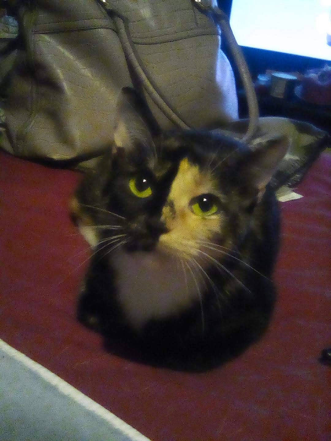 Emmy joined the competition — help win amazing prizes! carnivore, cat, domestic_short_haired_cat, felidae, fur, small_to_medium_sized_cats, snout, terrestrial_animal, whiskers, window