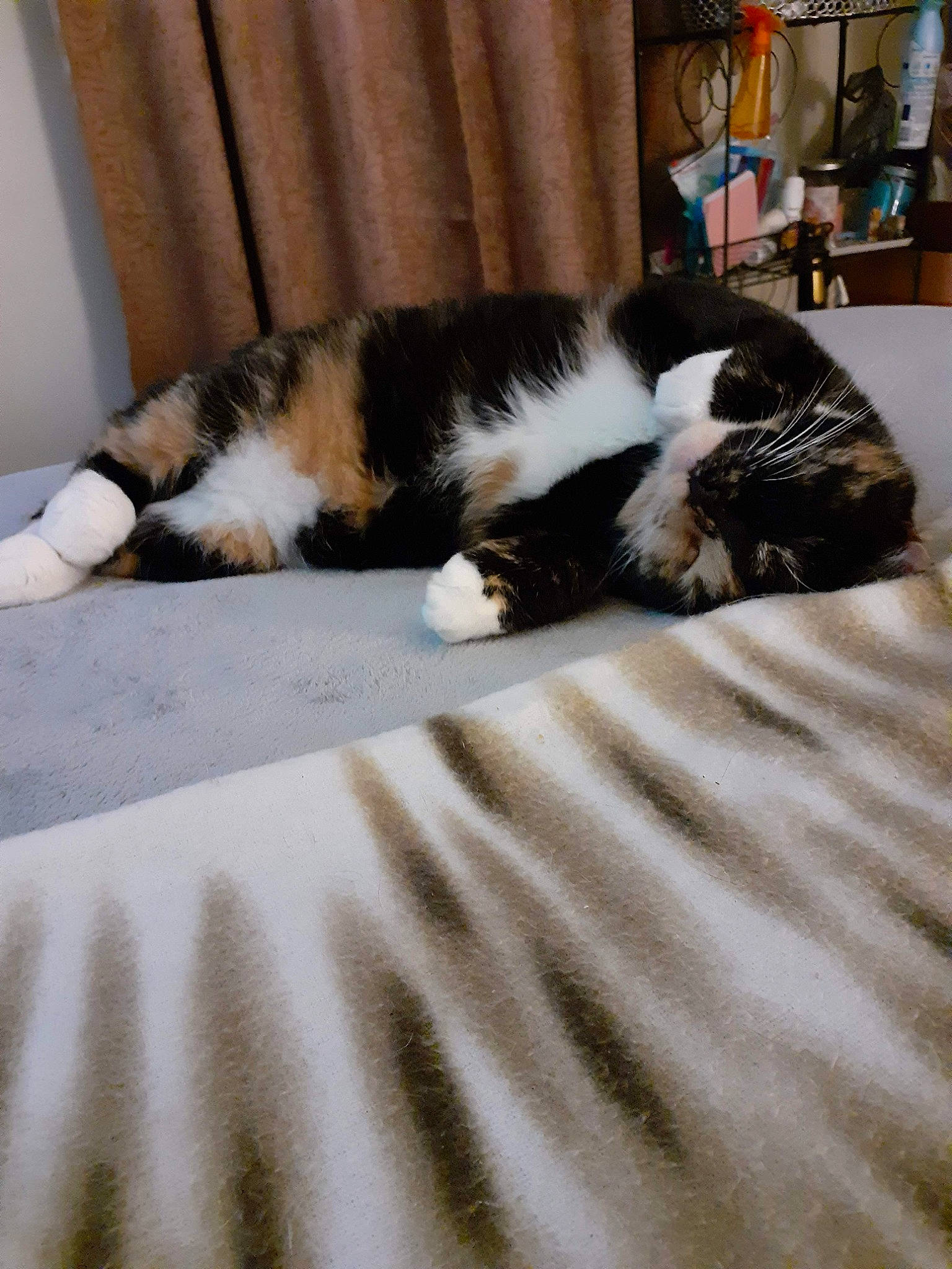 Emmy joined the competition — help win amazing prizes! carnivore, cat, comfort, domestic_short_haired_cat, duvet, felidae, flooring, fur, hardwood, linens, nap, room, sleep, small_to_medium_sized_cats, snout, sporting_group, tail, terrestrial_animal, whiskers, wood