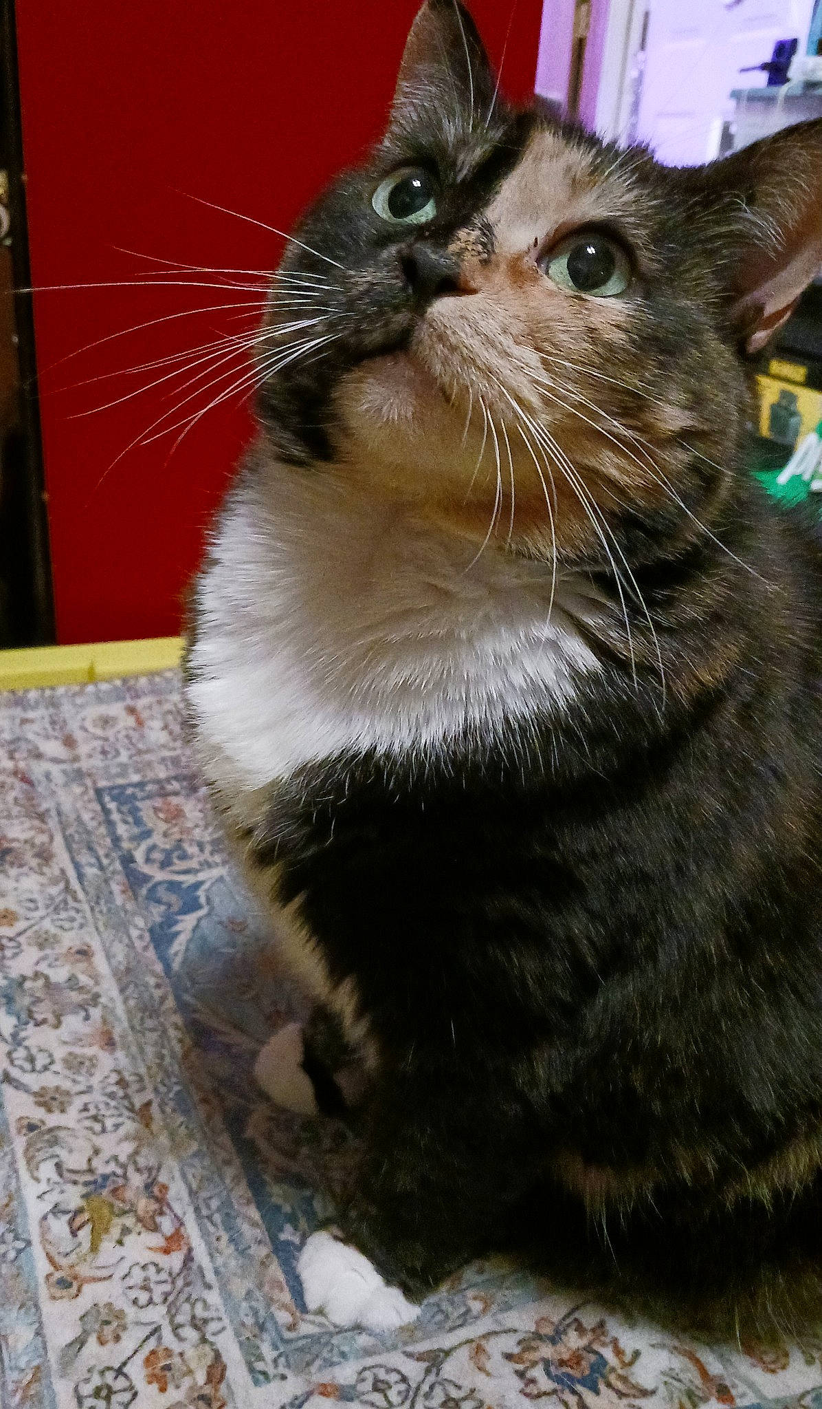 Emmy is registered to the contest to win money with this photo: black_cat, carnivore, cat, cat_supply, claw, domestic_short_haired_cat, felidae, flooring, fur, paw, small_to_medium_sized_cats, snout, tail, terrestrial_animal, whiskers, window