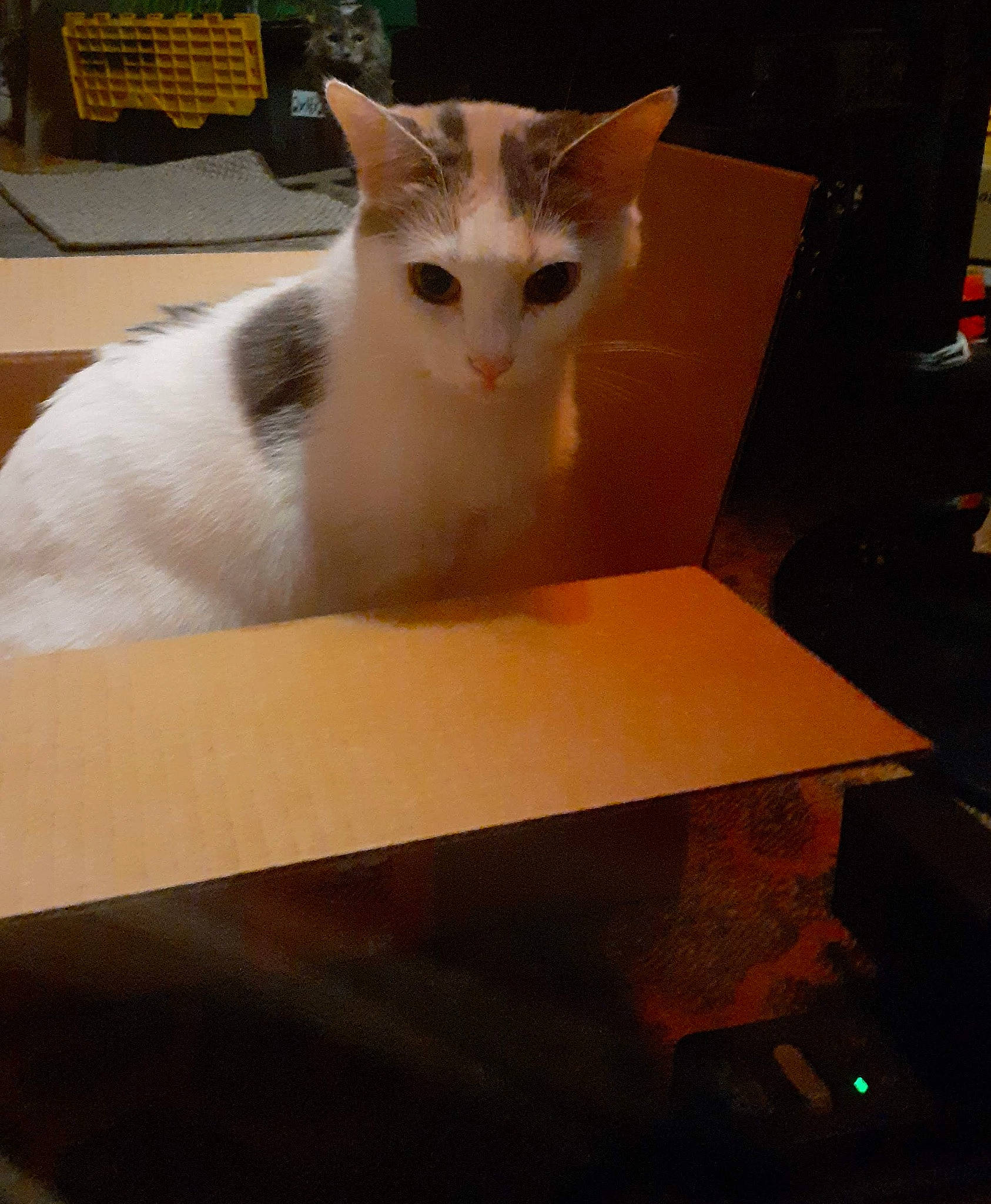 Kiki joined the competition — help win amazing prizes! box, cardboard, carnivore, cat, domestic_short_haired_cat, felidae, flooring, fur, hardwood, metal, paper_product, plywood, shipping_box, sitting, small_to_medium_sized_cats, tail, tire, whiskers, wood