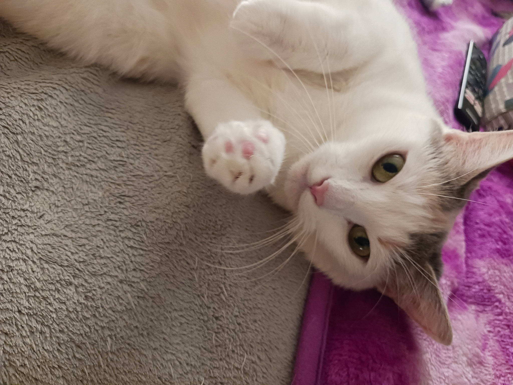 Kiki joined the competition — help win amazing prizes! carnivore, cat, claw, comfort, domestic_short_haired_cat, ear, fawn, felidae, fur, paw, small_to_medium_sized_cats, snout, tail, whiskers