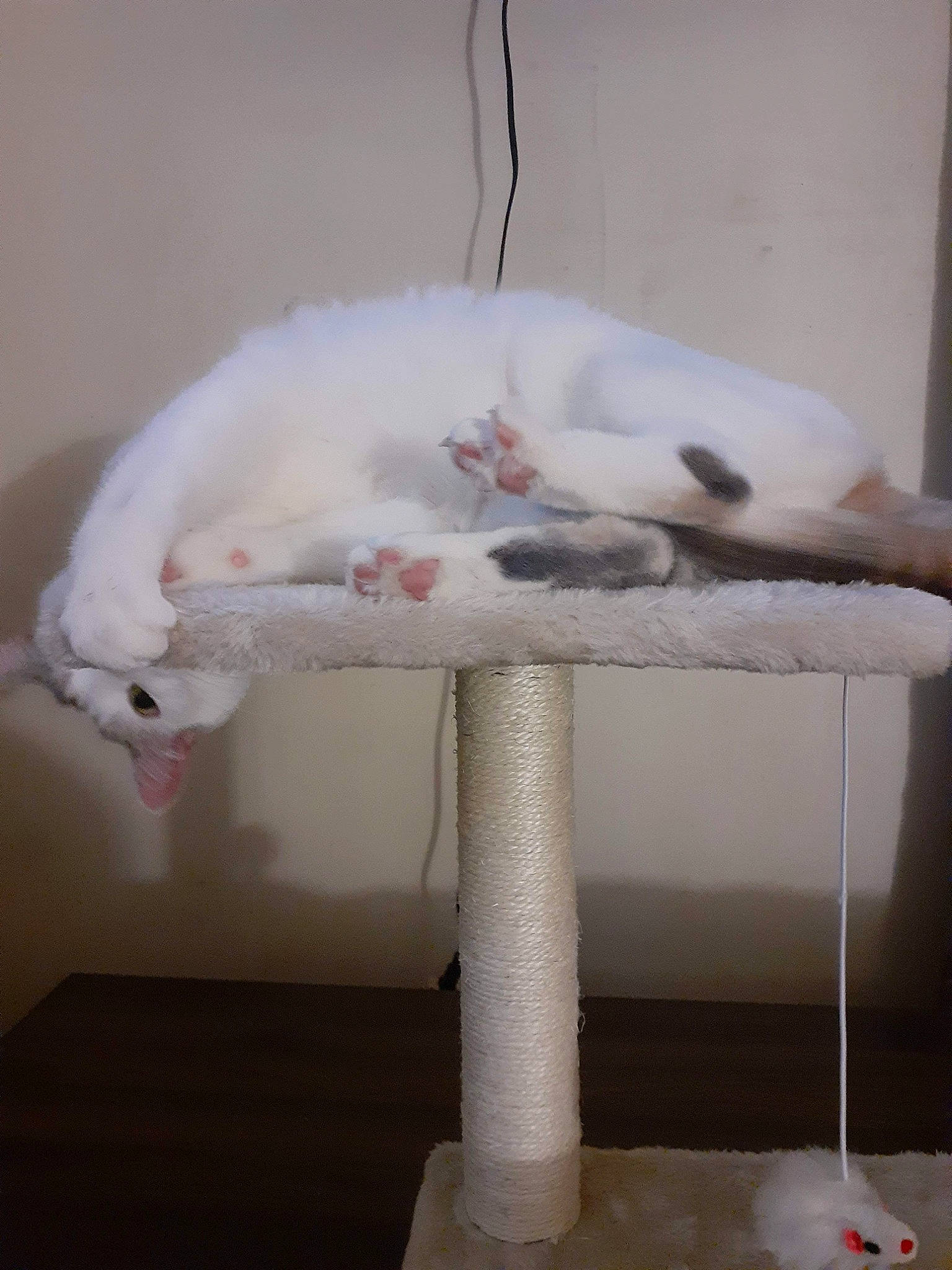 Kiki joined the competition — help win amazing prizes! ball, carnivore, cat, cat_supply, chair, comfort, companion_dog, domestic_short_haired_cat, felidae, flooring, fur, furniture, hardwood, linens, small_to_medium_sized_cats, table, tail, whiskers, white, wood