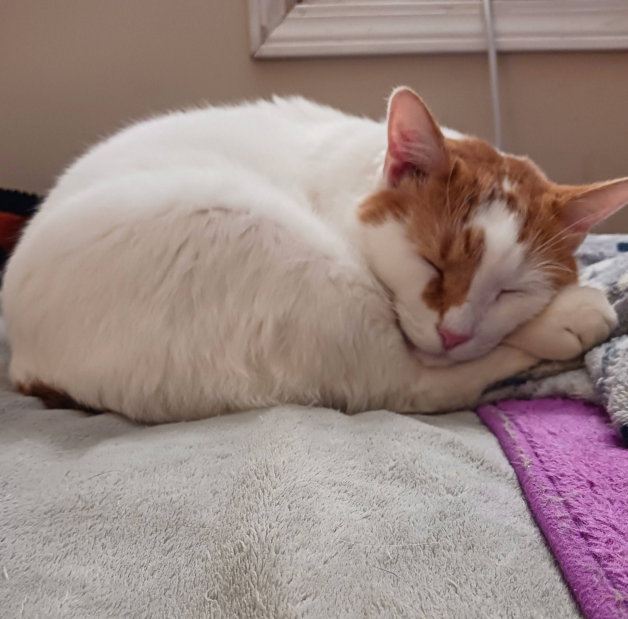 Otis is registered to the contest to win money with this photo: bedding, carnivore, cat, cat_supply, claw, comfort, domestic_short_haired_cat, fawn, felidae, fur, linens, nap, paw, sitting, small_to_medium_sized_cats, tail, whiskers, window