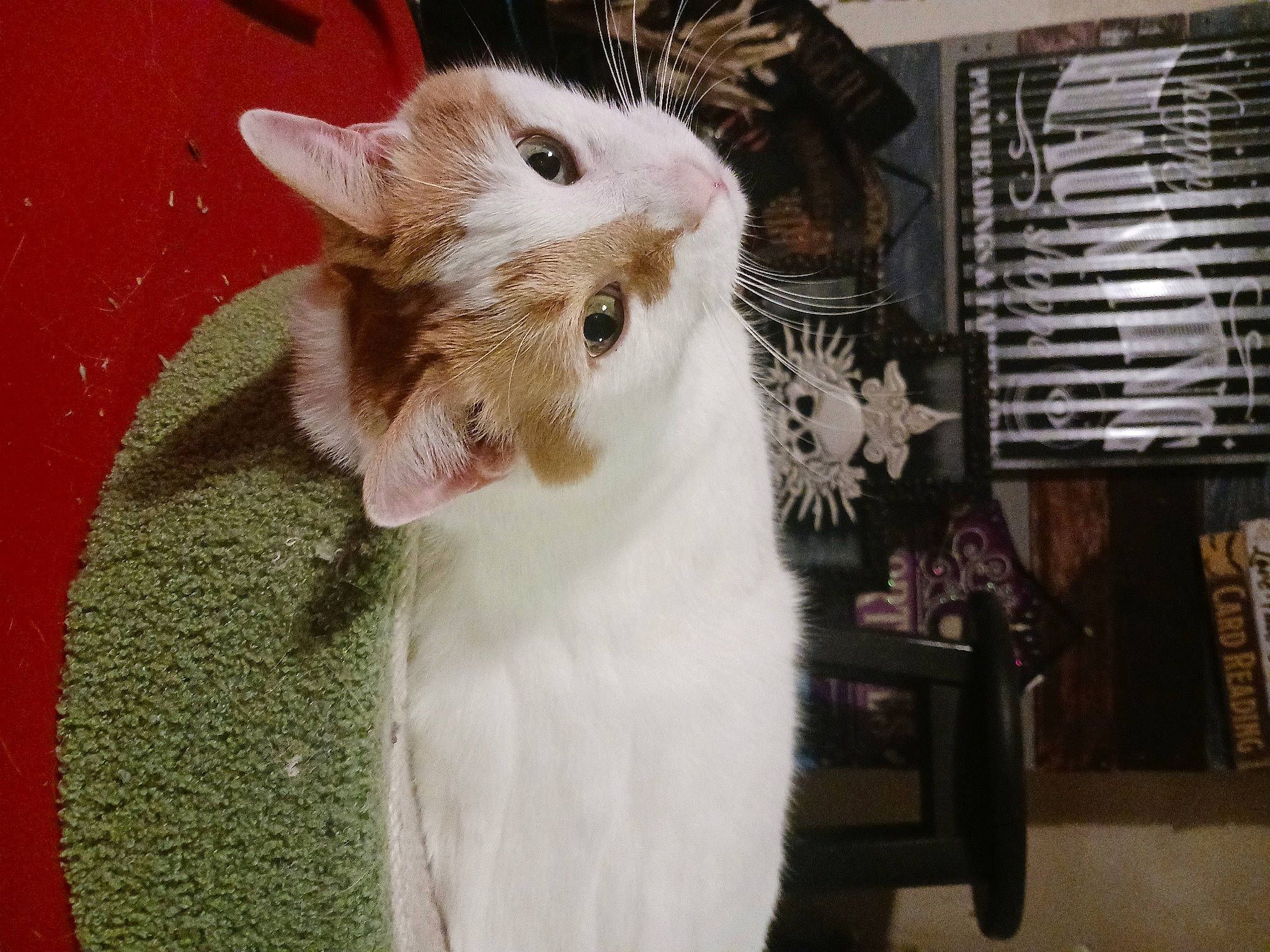 Otis is registered to the contest to win money with this photo: carnivore, cat, claw, domestic_short_haired_cat, ear, eyelash, fawn, felidae, fur, paw, pet_supply, plant, small_to_medium_sized_cats, snout, tail, whiskers