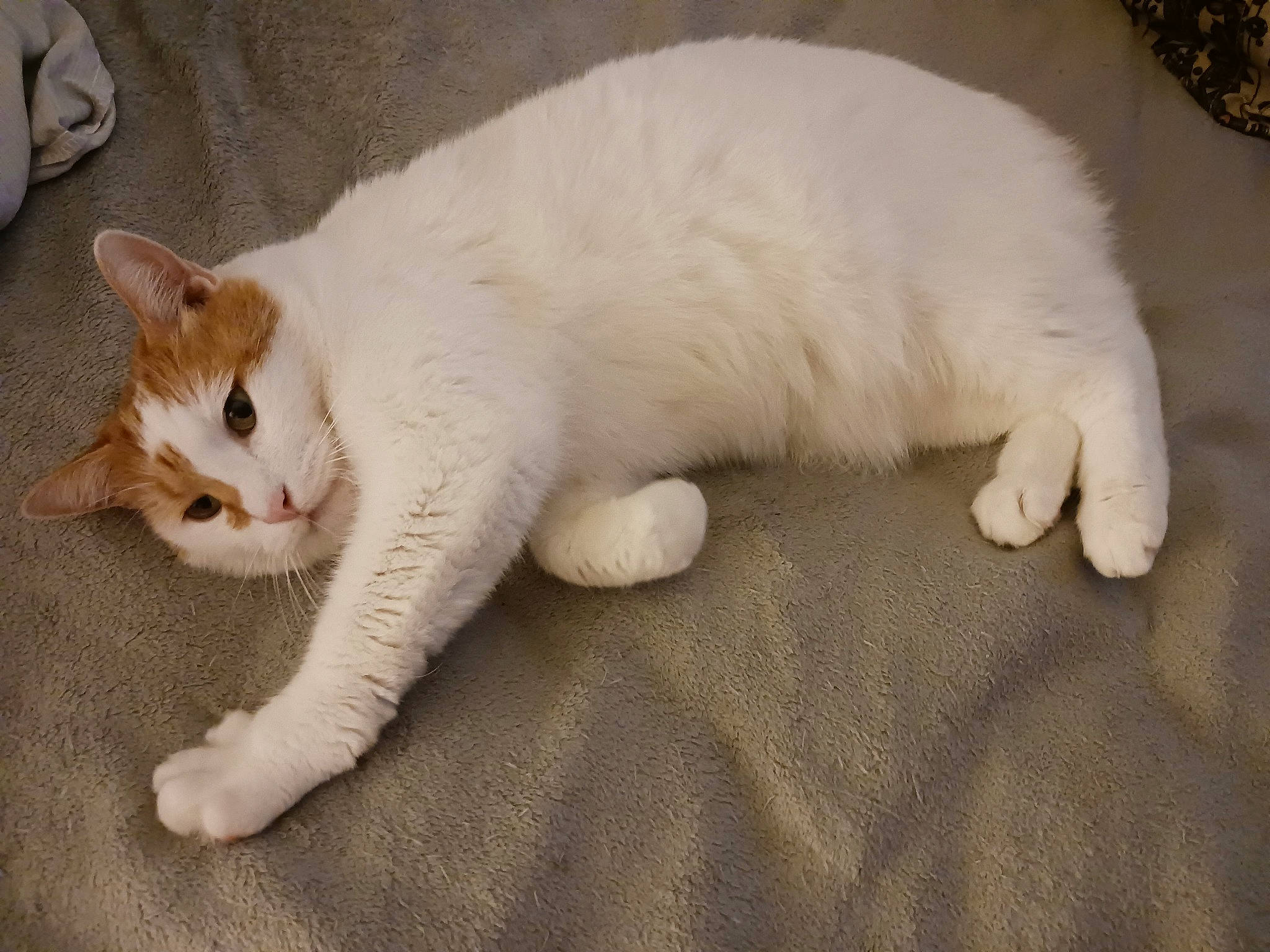 Otis is registered to the contest to win money with this photo: carnivore, cat, cat_supply, claw, comfort, domestic_short_haired_cat, eye, fawn, felidae, flooring, fur, head, paw, sitting, small_to_medium_sized_cats, snout, tail, terrestrial_animal, whiskers