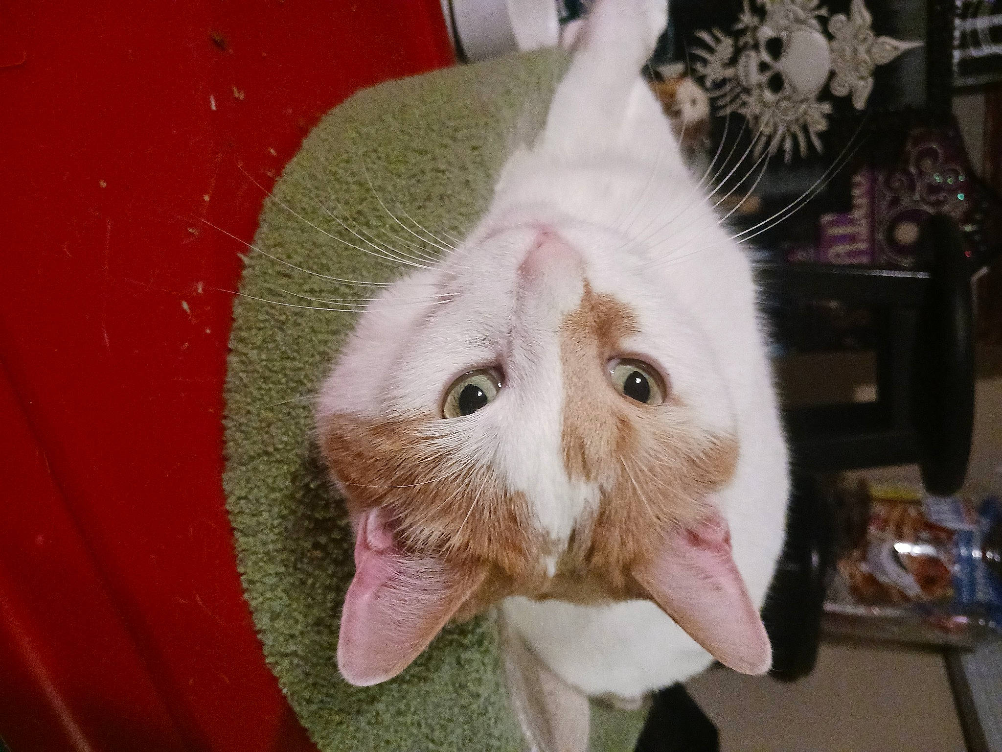 Otis joined the competition — help win amazing prizes! carnivore, cat, claw, domestic_short_haired_cat, ear, eye, fang, fawn, felidae, fur, nose, paw, plant, small_to_medium_sized_cats, snout, whiskers