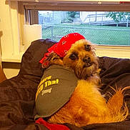Winston joined the competition — help win amazing prizes! bandana, bed, bedroom, blanket, brown_fur, canine, clothing, cozy, dog, dog_shirt, eyes, face, indoor, long_hair, pet, portrait, relaxed, sitting, small_dog, window