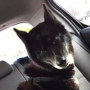 Sirka participe au concours pour gagner de l'argent avec cette photo : dog, black_dog, pet, car_interior, seat, window, fur, animal, canine, looking, curious, closeup, portrait, inside, transportation, seatbelt, daylight, ears, snout, companion