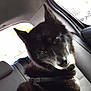dog, black_dog, pet, car_interior, seat, window, fur, animal, canine, looking, curious, closeup, portrait, inside, transportation, seatbelt, daylight, ears, snout, companion